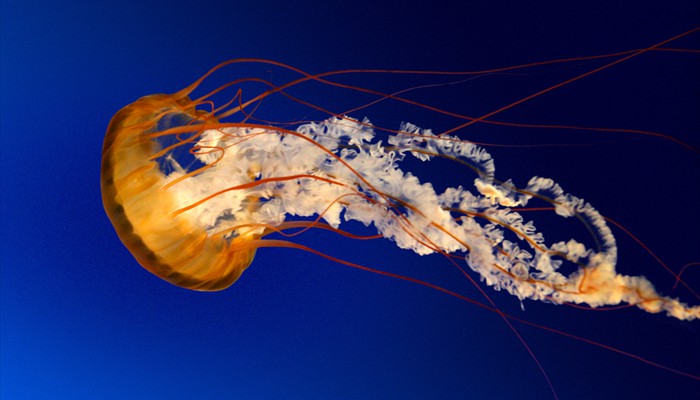 Test Jellyfish