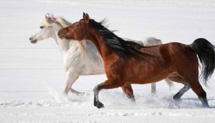 Arabians in Snow